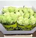 ΤΡΙΑΝΤΑΦΥΛΛΑ ΠΡΑΣΙΝΑ  ROSEN GREEN NAOMI 50cm
